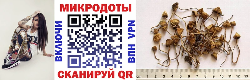 Псилоцибиновые грибы Psilocybe Северо-Курильск